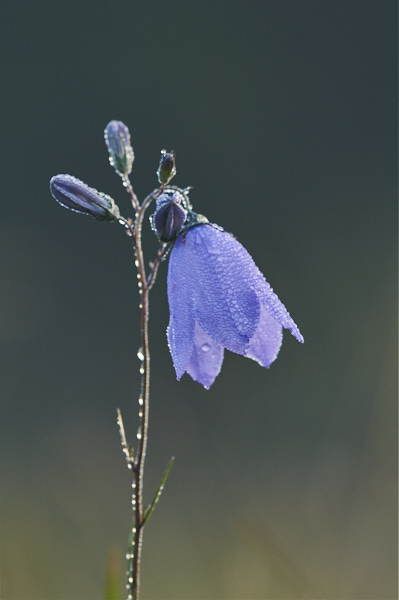 Image from Daneway Banks