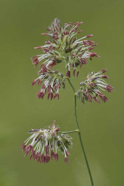 Image from Daneway Banks
