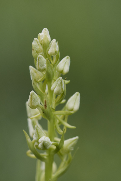 Image from Daneway Banks