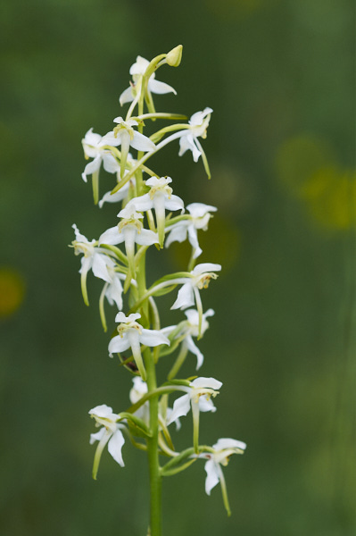 Image from Daneway Banks