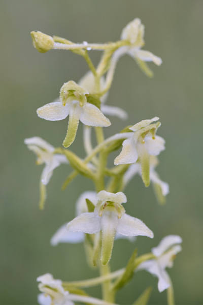 Image from Daneway Banks