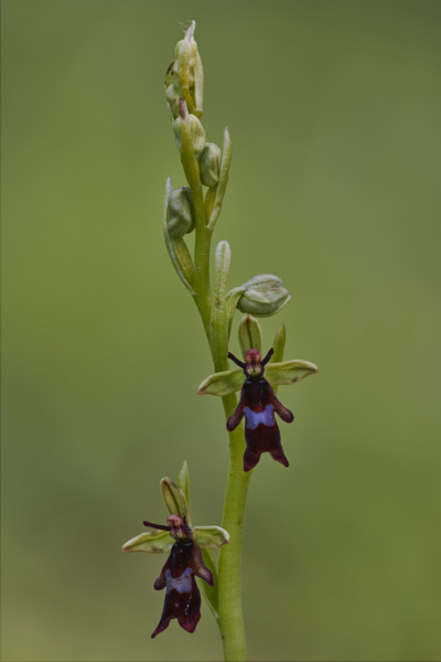 Image from Daneway Banks