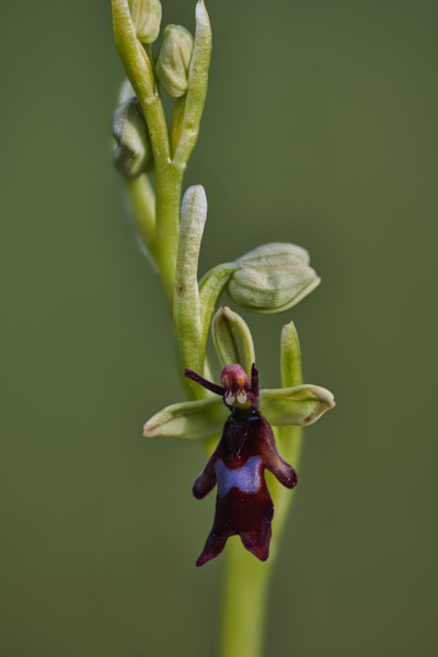 Image from Daneway Banks