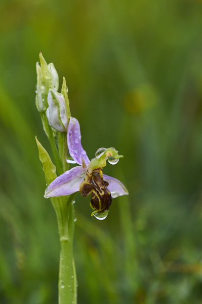 Image from Daneway Banks