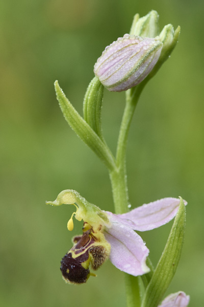 Image from Daneway Banks