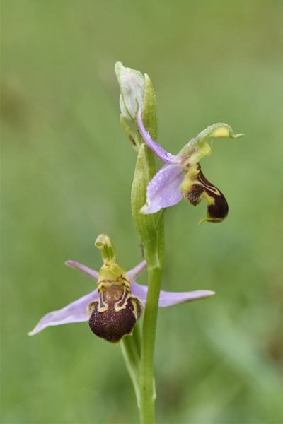 Image from Daneway Banks