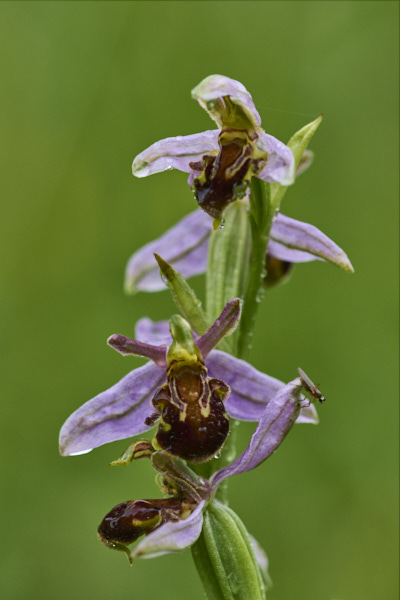 Image from Daneway Banks