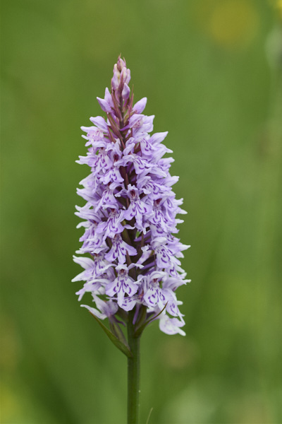 Image from Daneway Banks