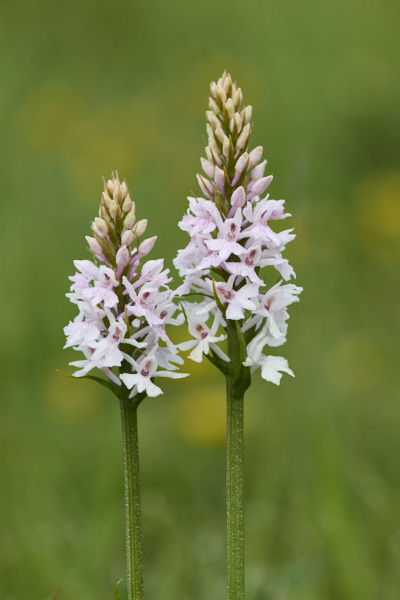Image from Daneway Banks