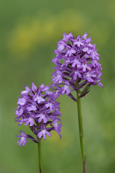 Image from Daneway Banks