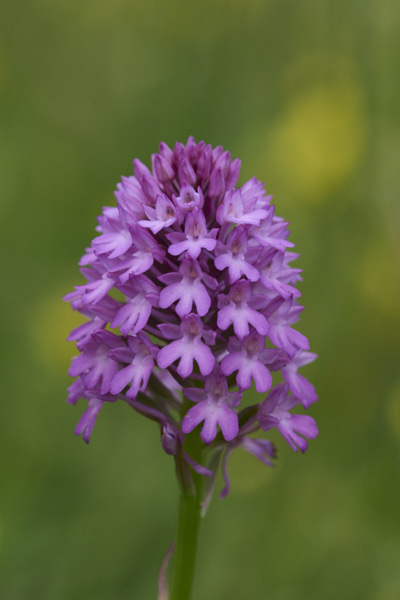 Image from Daneway Banks