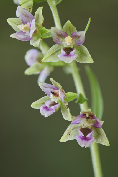 Image from Daneway Banks