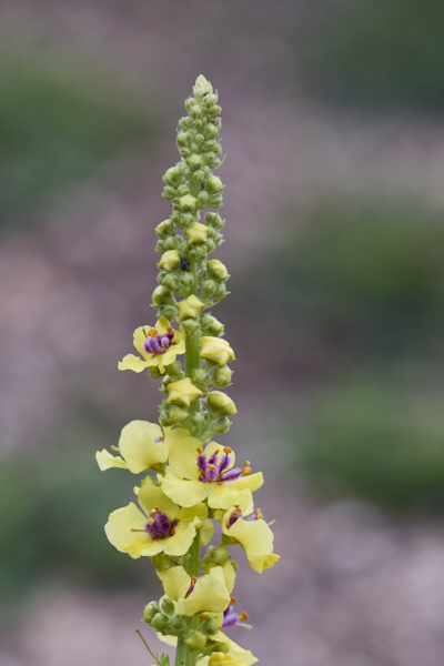 Image from Daneway Banks