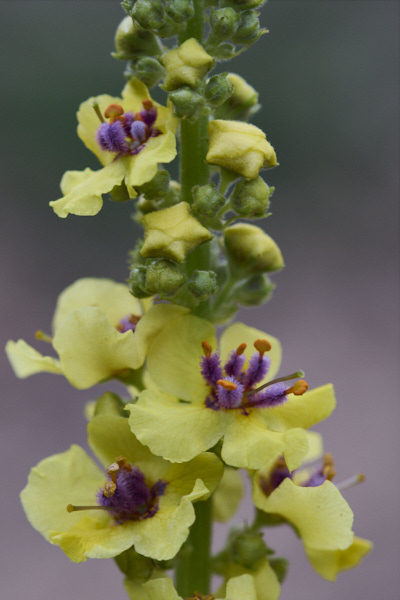 Image from Daneway Banks