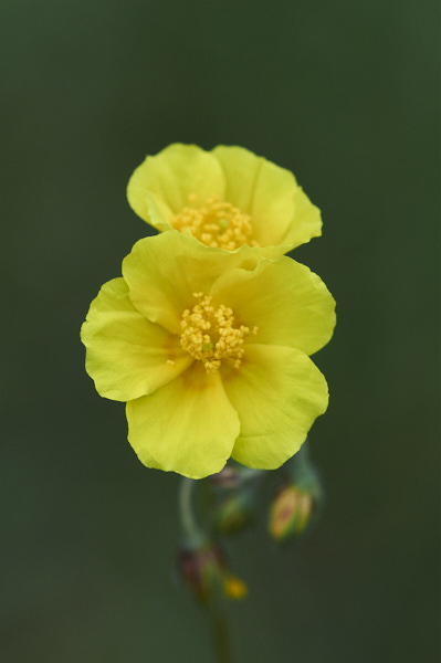 Image from Daneway Banks