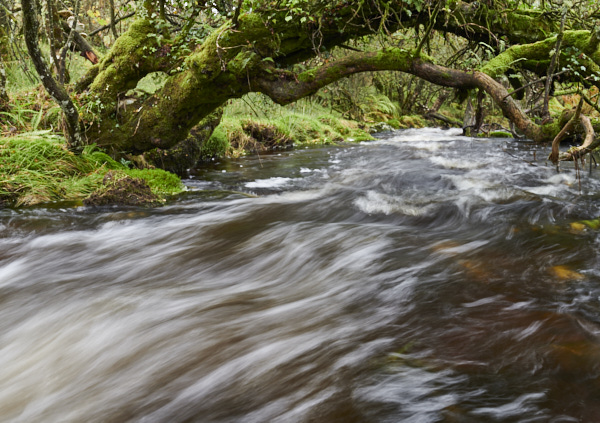 Image of a Dartmoor Stream, Dartmoor