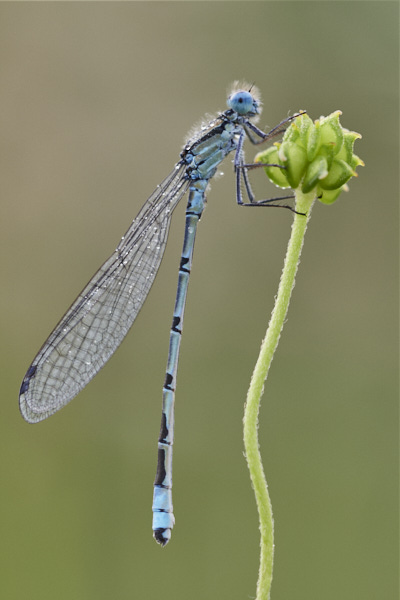 Image of a Dragonfly
