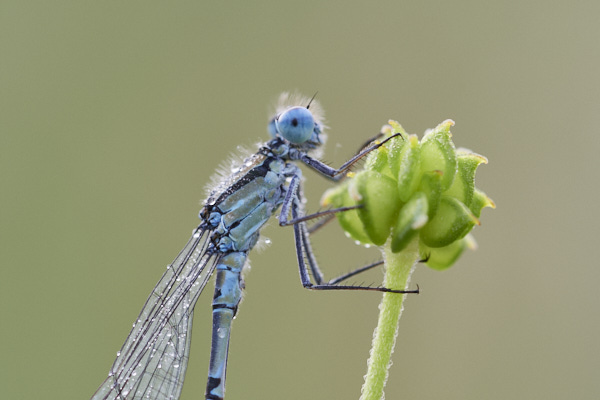 Image of a Dragonfly
