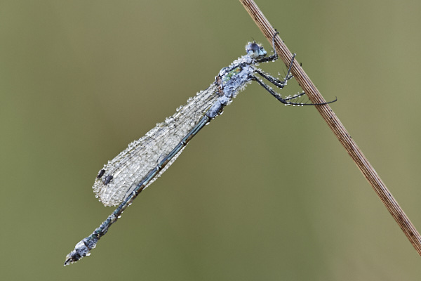 Image of a Dragonfly