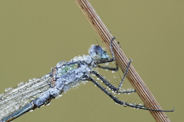 Image of a Dragonfly