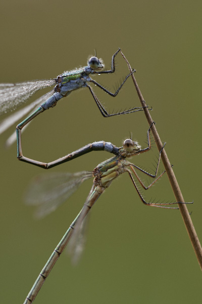 Image of a Dragonfly