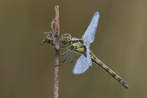 Image of a Dragonfly