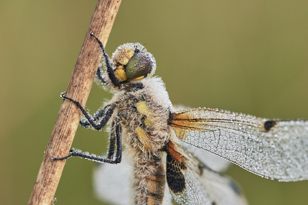 Image of a Dragonfly