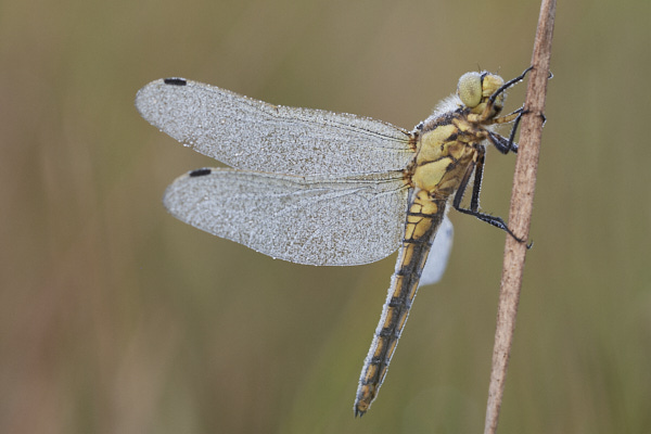 Image of a Dragonfly