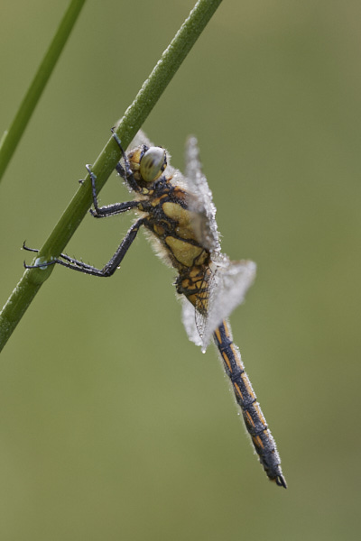 Image of a Dragonfly