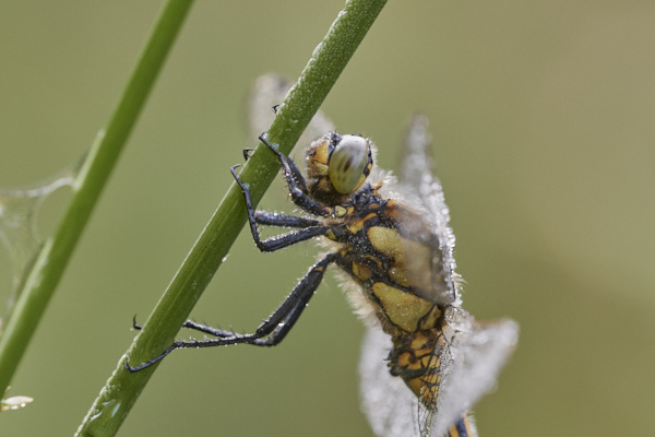 Image of a Dragonfly