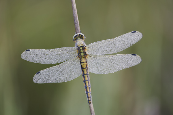 Image of a Dragonfly