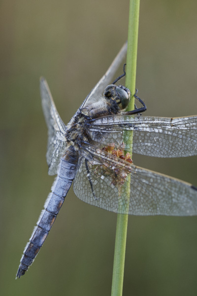 Image of a Dragonfly