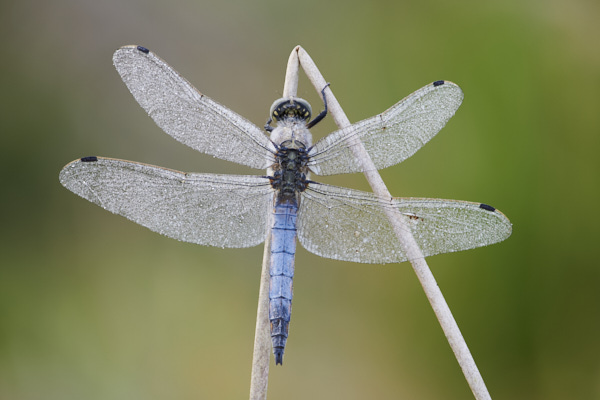 Image of a Dragonfly