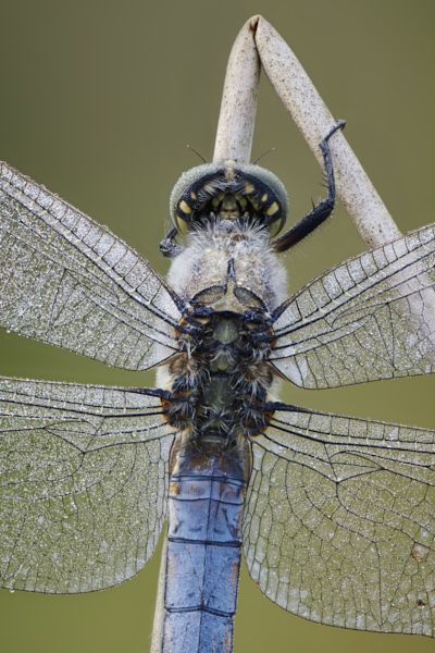 Image of a Dragonfly