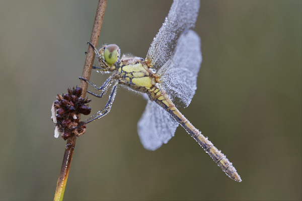 Image of a Dragonfly