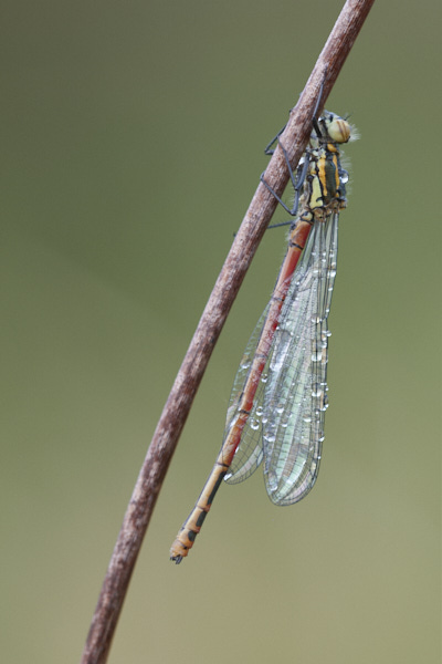 Image of a Dragonfly