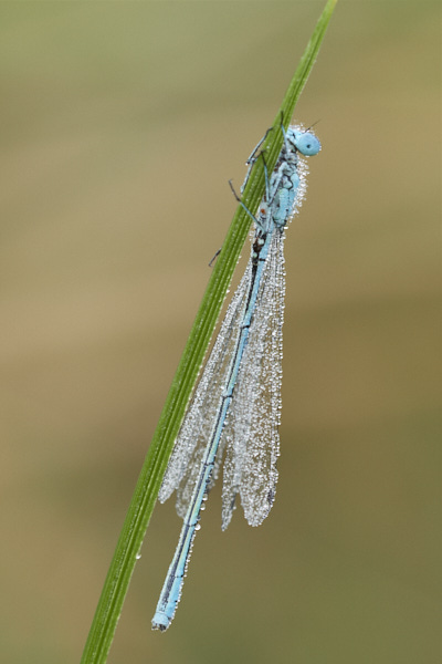 Image of a Dragonfly