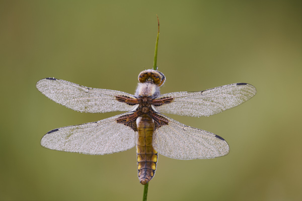 Image of a Dragonfly