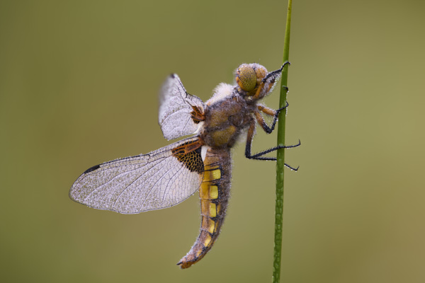 Image of a Dragonfly