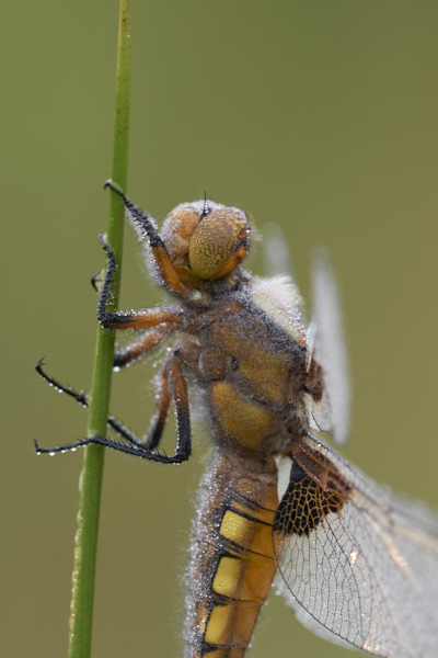 Image of a Dragonfly