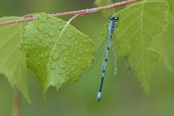 Image of a Dragonfly