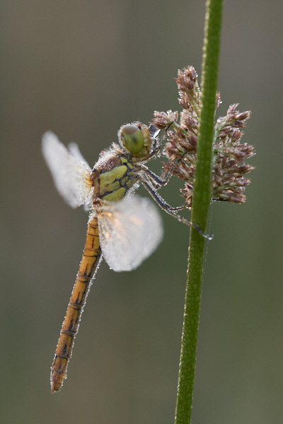 Image of a Dragonfly