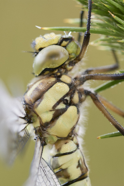 Image of a Dragonfly