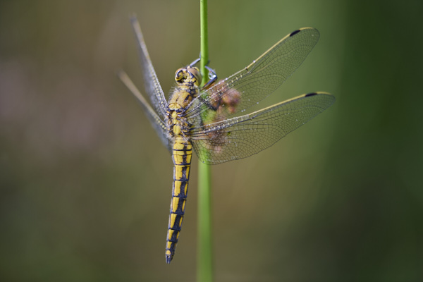 Image of a Dragonfly
