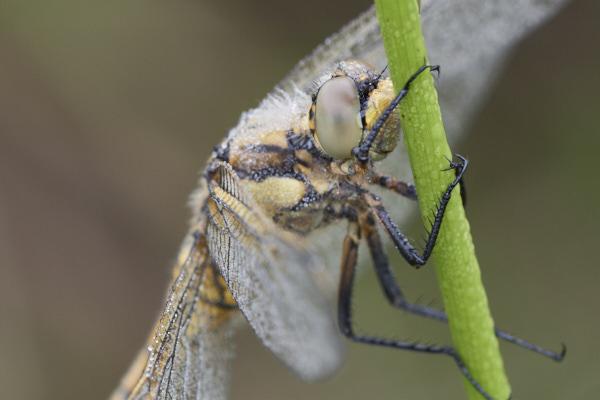 Image of a Dragonfly