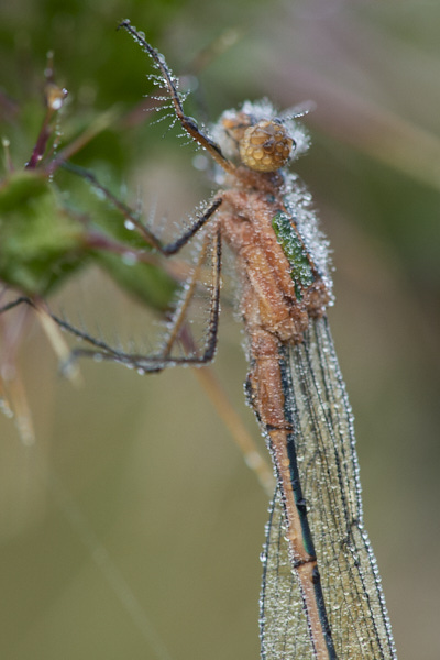 Image of a Dragonfly