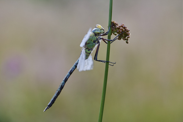 Image of a Dragonfly