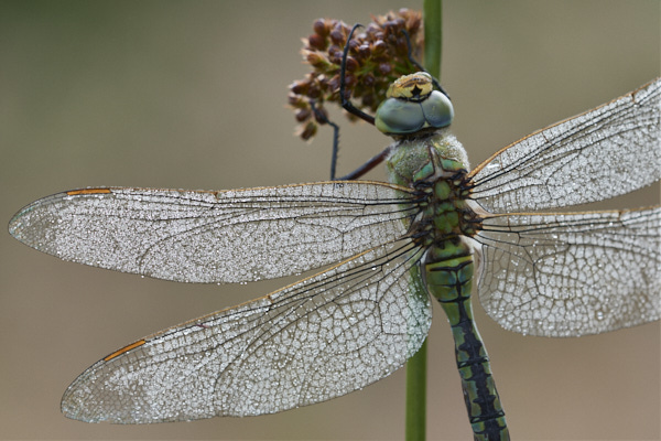 Image of a Dragonfly