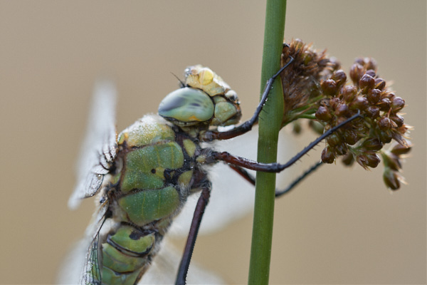 Image of a Dragonfly