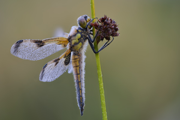 Image of a Dragonfly